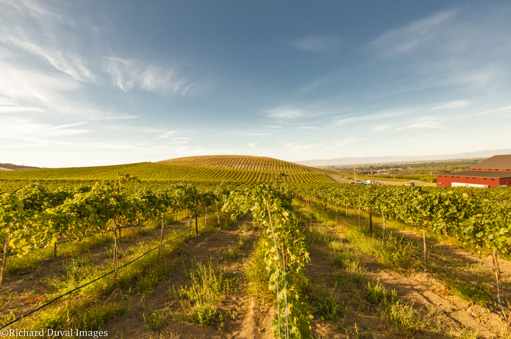 Yakima Valley AVA in Washington produces worldclass wine grapes