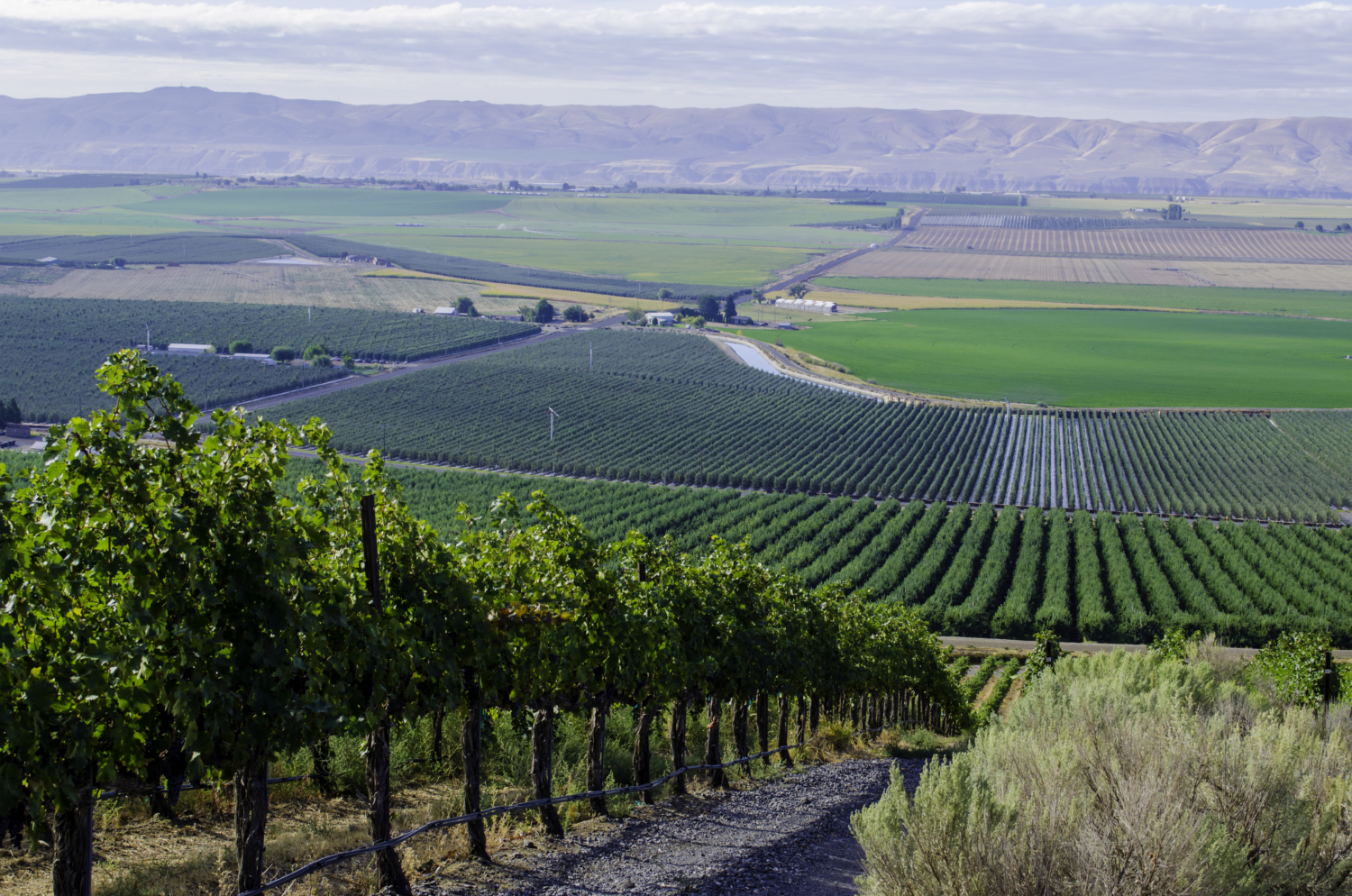 Royal Slope named Washington’s newest American Viticultural Area